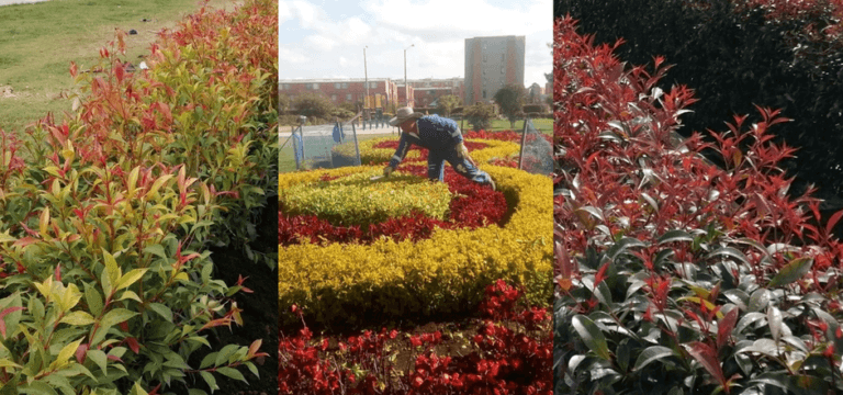 Eugenias y Cercado Vivo