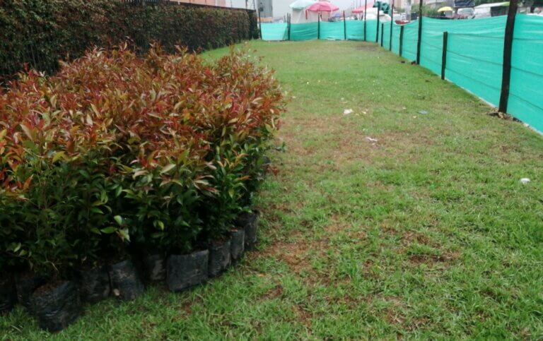 Cercado Vivo Caléndula y Jardín